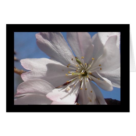 Spring Blossoms II Cards (Front Horizontal)