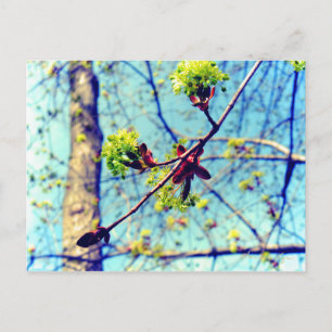 Spring blossoms maple tree stylized postcard