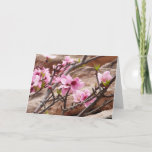 Spring Blossoms on Zion Rocks Card