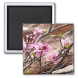 Spring Blossoms on Zion Rocks Magnet
