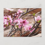 Spring Blossoms on Zion Rocks Postcard