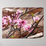 Spring Blossoms on Zion Rocks Poster