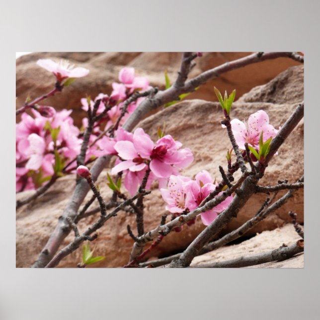 Spring Blossoms on Zion Rocks Poster (Front)