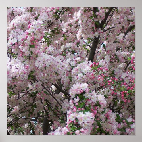 Spring Blossoms Poster