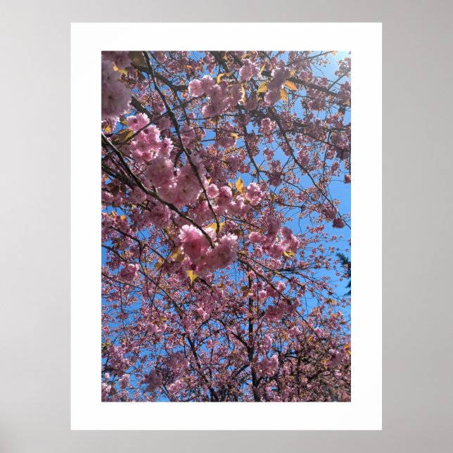 Spring Blossoms Poster (Front)