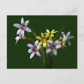 Spring Blue-Eyed Wildflower Postcard