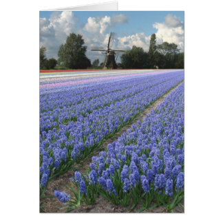 Spring Blue Hyacinth Flowers Field Windmill