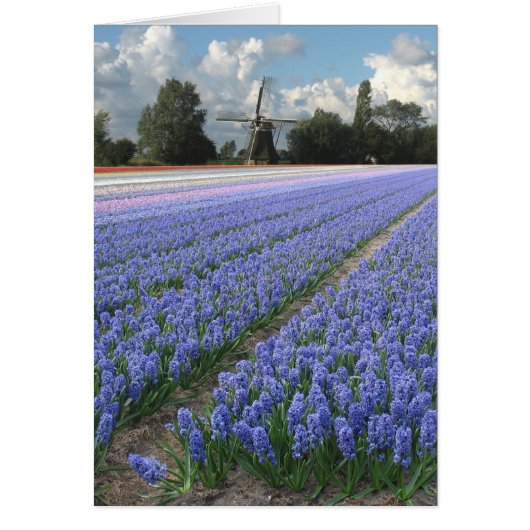 Spring Blue Hyacinth Flowers Field Windmill Cards (Front)