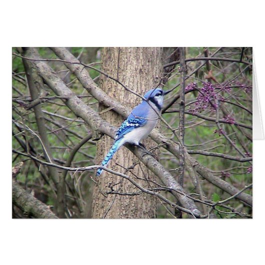 Spring Blue Jay Card (Front Horizontal)
