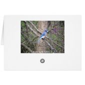 Spring Blue Jay Card (Back Horizontal)