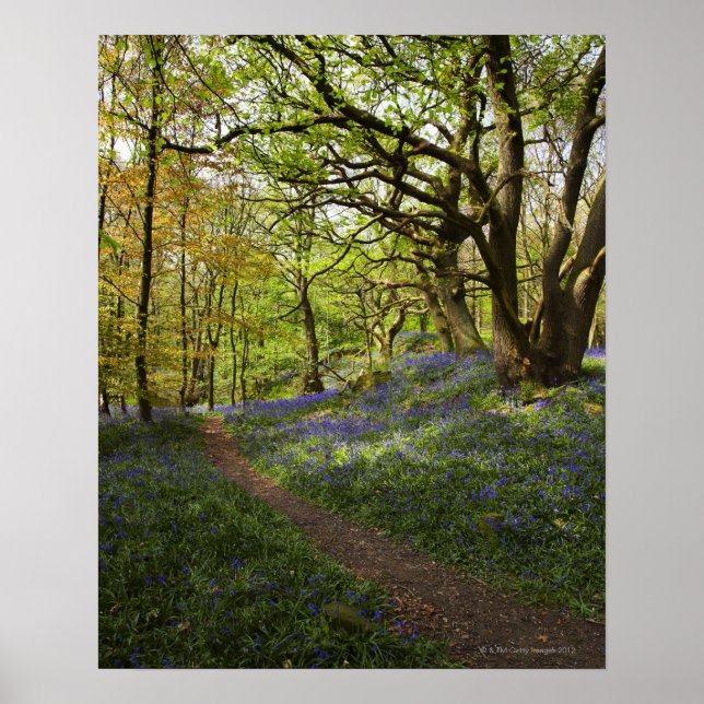 Spring bluebell woods poster (Front)