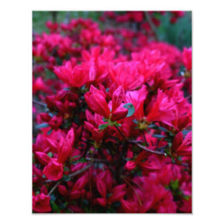 "Spring Boom" (Photo Print) Photo Print