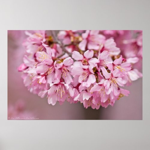 Spring Bouquet Japanese Cherry Blossom Poster