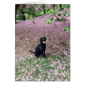 Spring Break (Front)