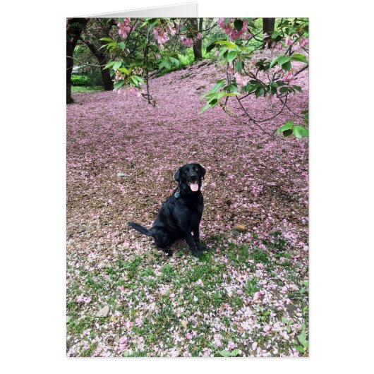 Spring Break (Front)