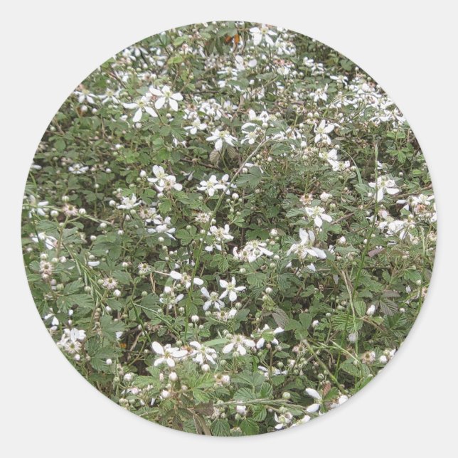 Spring Briar Patch Classic Round Sticker (Front)