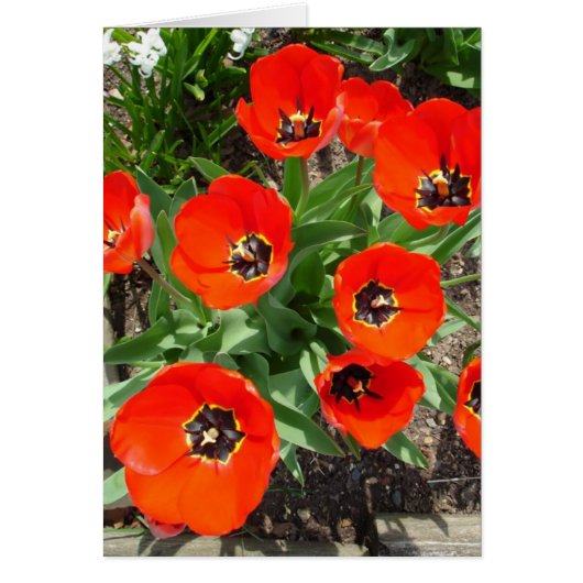 Spring Bulbs Cards (Front)
