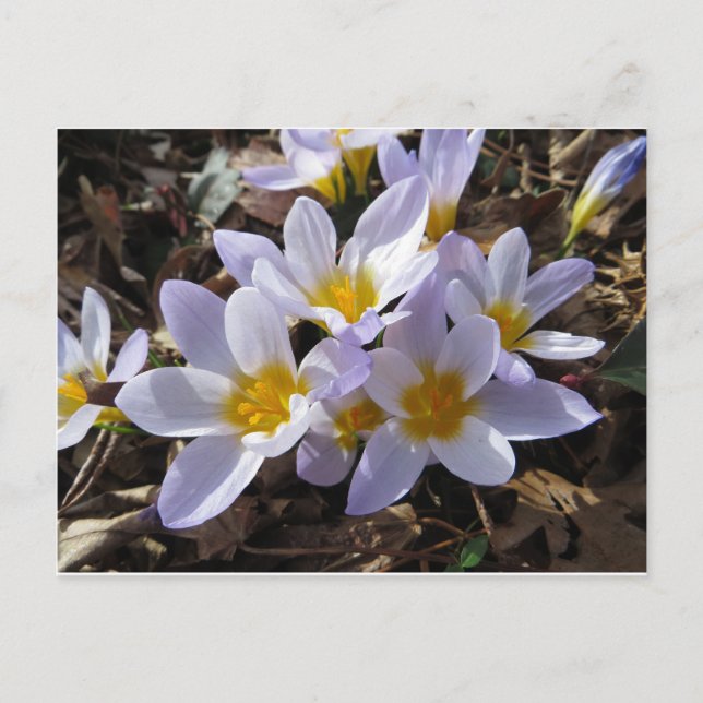 Spring Bundle Postcard (Front)