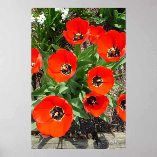 Spring Burst Poster (Front)
