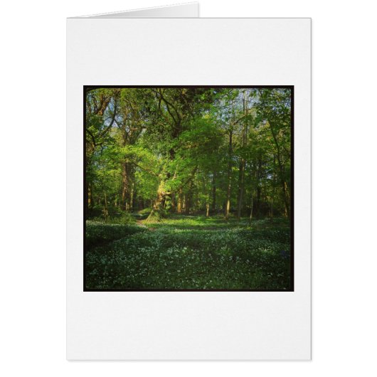 Spring Bute Park, Cardiff, Wales Cards (Front)