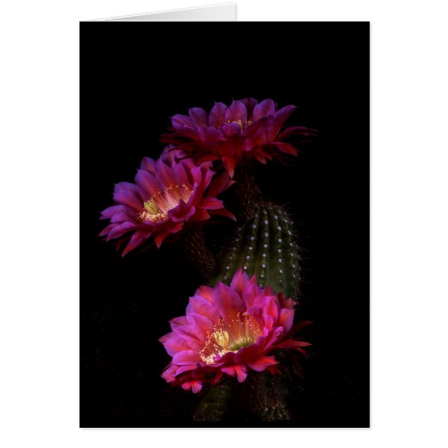 Spring Cactus flower trio Cards (Front)