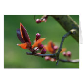 Spring card (Front Horizontal)