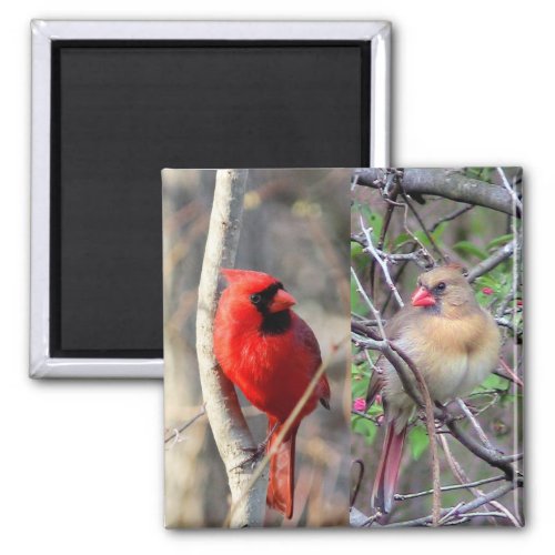 Spring Cardinals Magnet