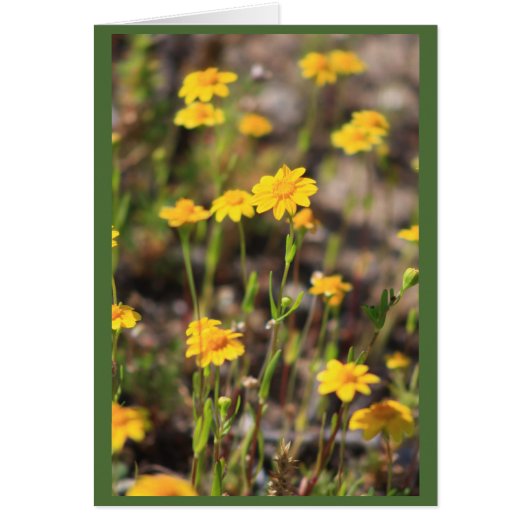 Spring Cards (Front)