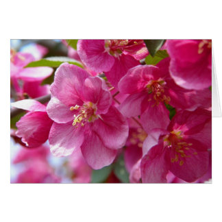 Spring Cards