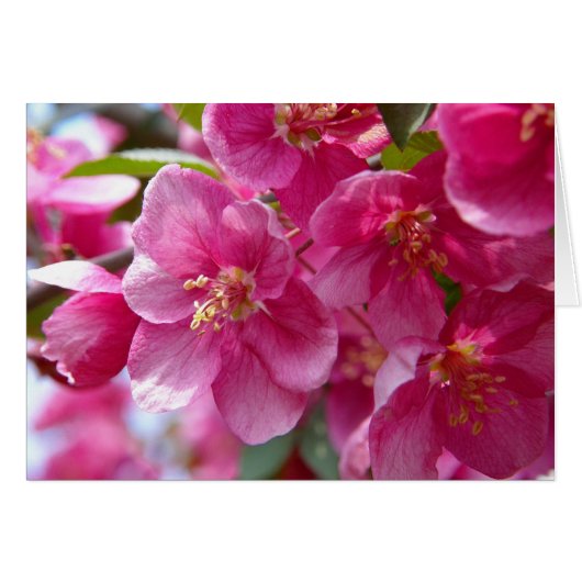 Spring Cards (Front Horizontal)
