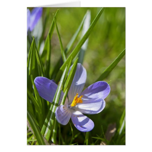 Spring Cards (Front)