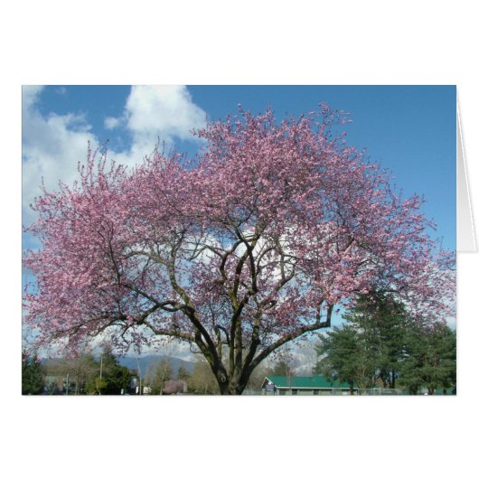 spring cherry blossom cards (Front Horizontal)