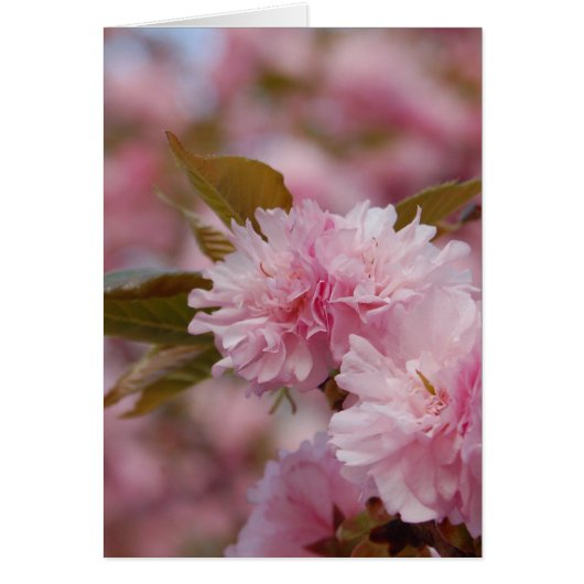 Spring Cherry Blossom Cards (Front)