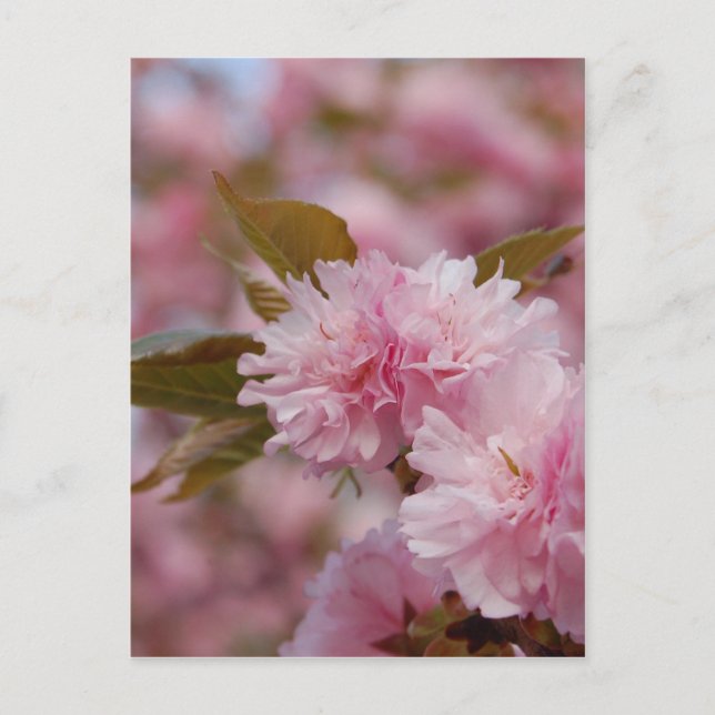 Spring Cherry Blossom Postcard (Front)