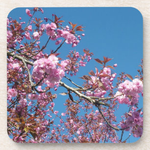 Spring cherry blossoming trees beverage coaster