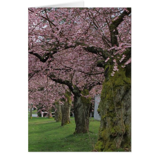 Spring cherry blossoming trees cards (Front)