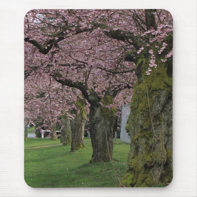 Spring cherry  blossoming trees mouse pad (Front)