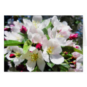 Spring Cherry Blossoms (Front Horizontal)