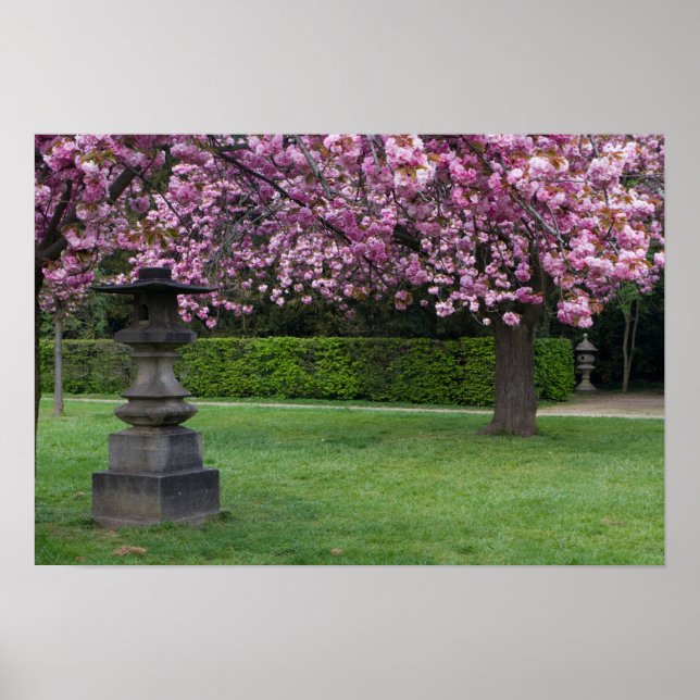 Spring Cherry Blossoms Poster (Front)