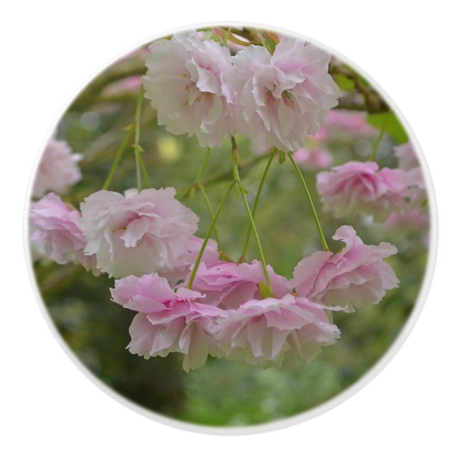 Spring Cherry Tree Blossom Drawer Knob (Front)