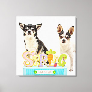 Spring Chihuahua's Canvas Print