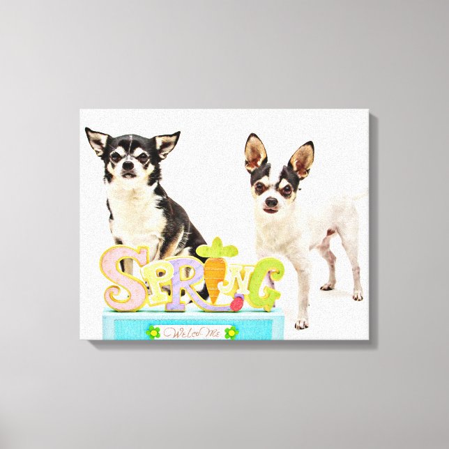 Spring Chihuahua's Canvas Print (Front)