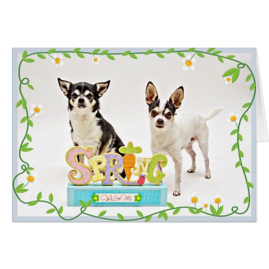 Spring Chihuahua's Cards (Front Horizontal)