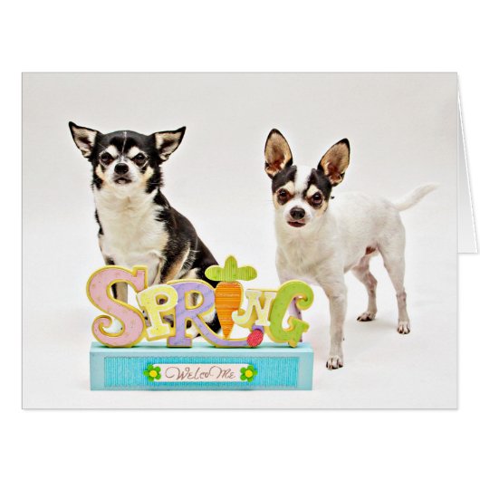 Spring Chihuahua's Cards (Front Horizontal)