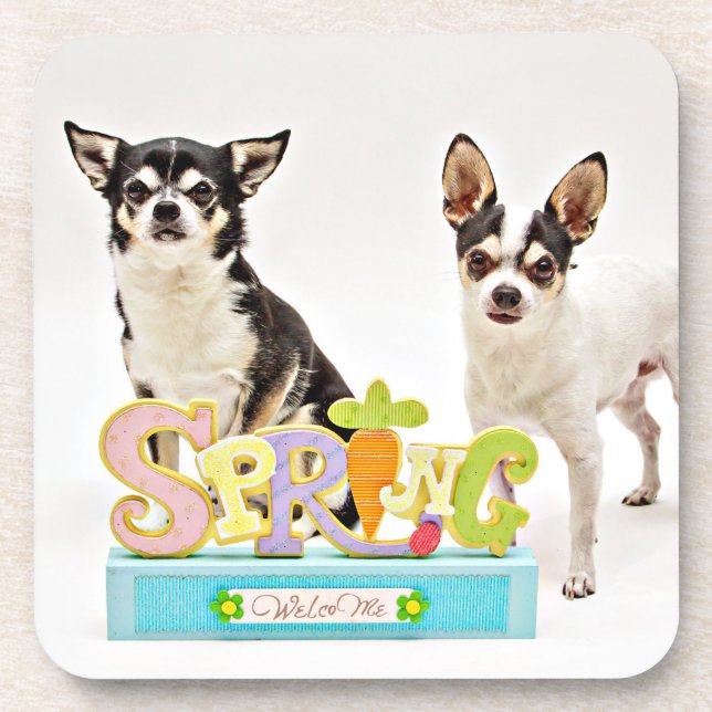 Spring Chihuahua's Coaster (Front)