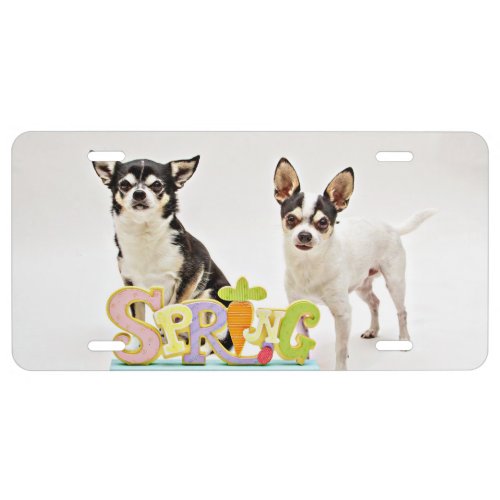 Spring Chihuahuas License Plate