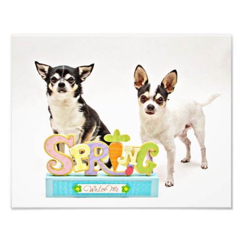 Spring Chihuahuas Photo Print