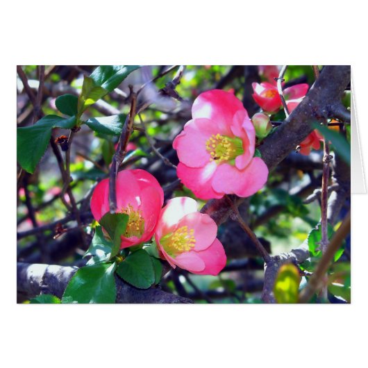 Spring Crabapple in Bloom Card (Front Horizontal)
