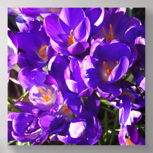 SPRING CROCUS ACRYLIC PHOTO TILE