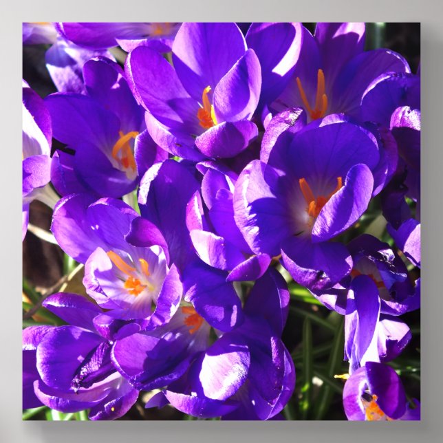 SPRING CROCUS ACRYLIC PHOTO TILE (Front Set)